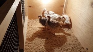 Индюшатам  1 месяц.