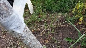 Последствия использования липкой ленты от мух при борьбе с тлей,