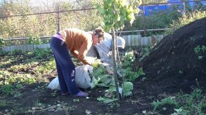 Ночные заморозки заставили убрать капусту