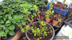 Гортензия БОНФАЕР и ПИКСИО на выгонку