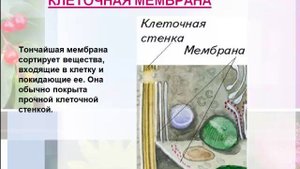 строение растительной клетки