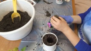 Пересадка растений. БУГЕНВИЛЛЕИ.