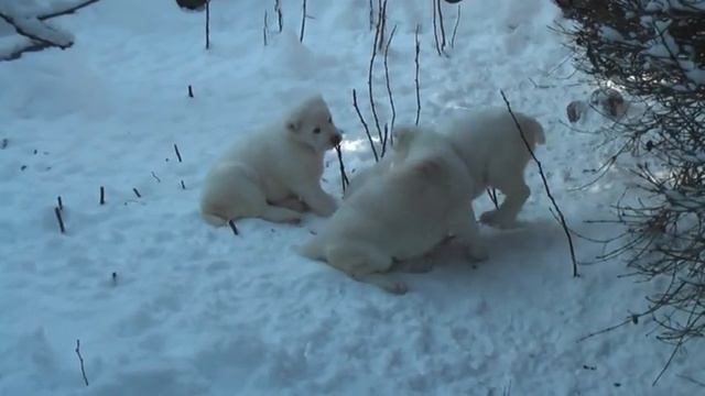 Щенки (Цогуш-Юрек Баяз Бури х Найроби Баяз Бури) 2 мес.(3) смотреть онлайн