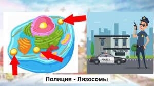 Клетка-это город.Метод ассоциаций.Органоиды клетки. Как все запомнить?ЕГЭ/ОГЭ/экзамены.