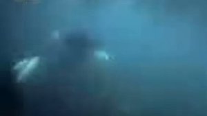 Стайное нападение Касаток нападение касаток на морского льва