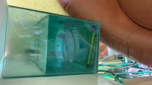 Нерест данио на дождевой воде плюсы и минусы, остракоды кто такие?