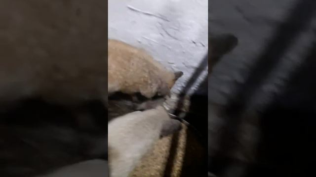 Венгерская мангалица. Рыба в рационе смотреть онлайн