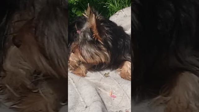 23.06 Девочка шоу- и брид-класса в продаже. Для выставок и племенной работы. смотреть онлайн