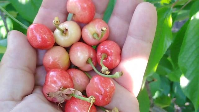 Ранняя черешня сорт Мелитопольская ранняя