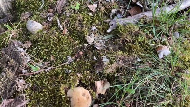 Suillellus queletii (Дубовик Келе), July 1, 2021 смотреть онлайн