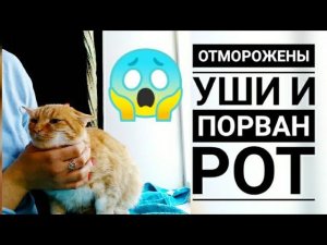 КАК ПРИХОДИЛИ В СЕБЯ ПОДОБРАННЫЕ НА МОРОЗЕ КОШКИ, У ОДНОГО ДАЖЕ ОТМОРОЖЕННЫЕ УШКИ