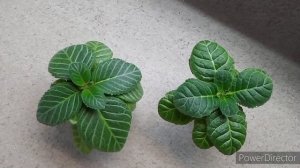 Грунт для Глоксиний.Проверено.Растет.15.03.22.