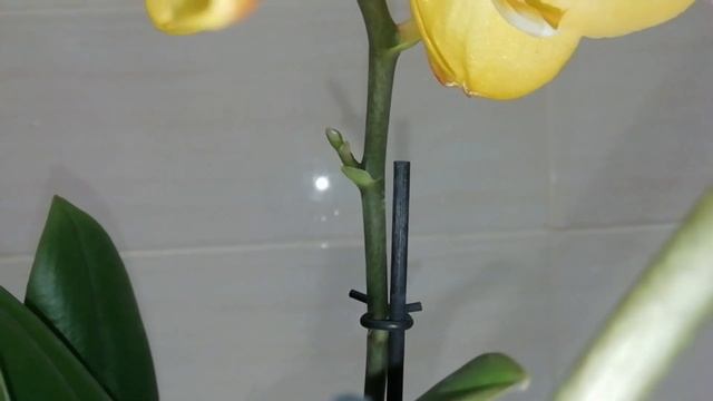 Новые орхидеи в моей коллекции. Парфюмерная фабрика, Лас Вегас, ароматная мультифлора. смотреть онлайн