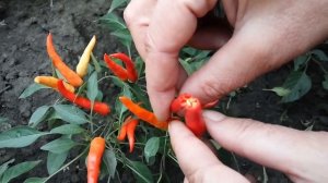 Костёр, перец декоративный комнатный