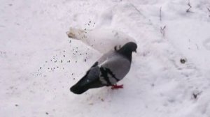 Здравствуй,гостья Зима!Просим милости к нам!