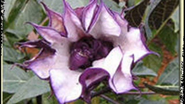 Датура посадка и уход в открытом. Датура махровая смесь. Дурман трубадур цветы. Брунгундия древовидная. Датура дурман рассада.