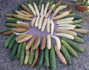 Как очистить мочалку (люффу) и отделить семена от плода #1 (2 ноябрь 2016 г.)