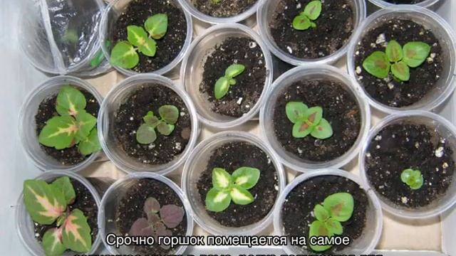 Колеус — посадка и уход в домашних условиях смотреть онлайн