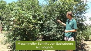 Saskatoon - neues Superfood aus Kanada - Amelanchier alnifolia