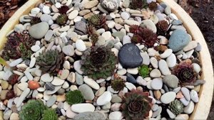 Накупила хвойных. Пихта эскимо, Дарк Хилл.Сосна Бенжамин, Шмидта, Варелла. Туя Рекурва нана. Сад