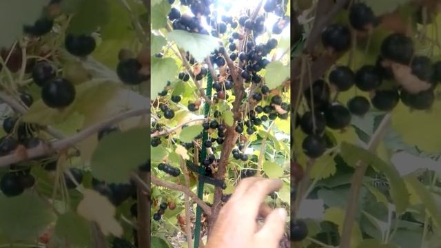 Обрезка смородины. ДЕРЕВО ИЗ СМОРОДИНЫ. смотреть онлайн