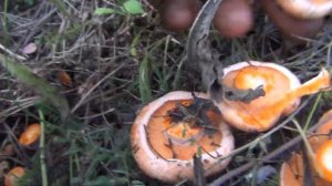 Маслята Рыжики Лисички грибы Гриб сбор грибов тихая охота рецепт