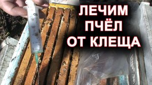 Клещ варроа. varroa. Лечим пчёл. Варроатоз.