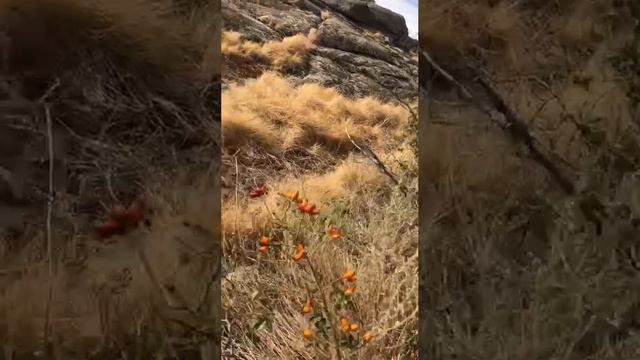 Место Силы. Заповедник Беш-Таш