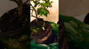 Делаю подрезку Хабанеро.