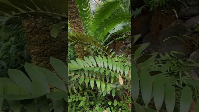 ботанічний сад в вашингтон ДС смотреть онлайн