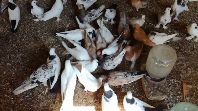 ОБЗОР ГОЛУБЕЙ - БАКИНЦЫ СТАРОПОРОДНЫЕ / REVIEW OF PIGEONS - OLD - BREED BAKINTSY. смотреть онлайн