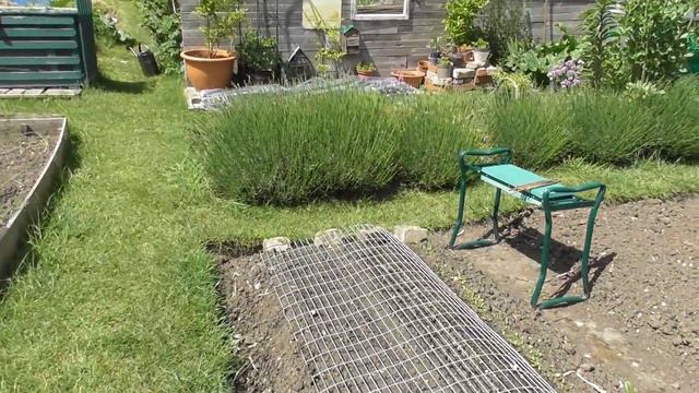 Vivis Kitchen Garden: Garden update.