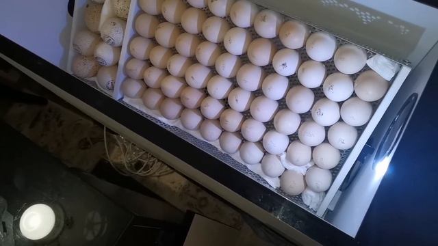 Совместная инкубация в ОВО 78 /OVO 78 индюшиного и куриного яйца смотреть онлайн