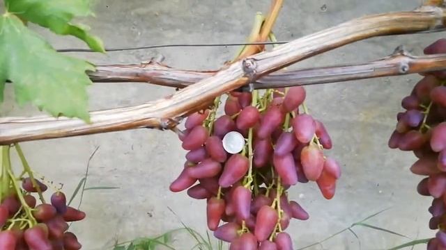 Дубовский розовый виноград смотреть онлайн