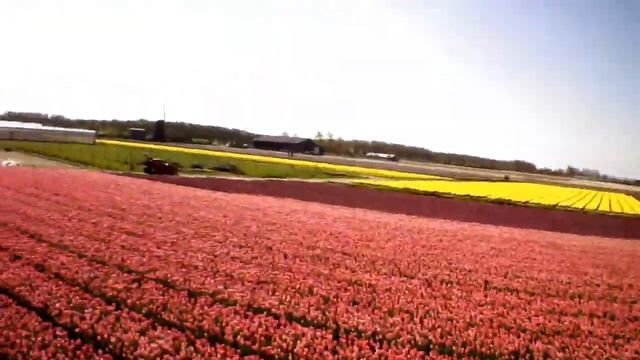 Dynasty Tulips in Bloom смотреть онлайн