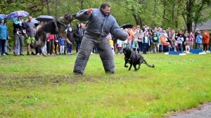 Дрессировка собак в Омске - ОЦССС (2)