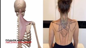 Как и почему поднимаются лопатка и плечи вверх? Напряжение в мышцах шее и спины. Анатомия 3D