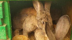 Кролики Фландр | Обзор крольчат и кроликов по старше!!!