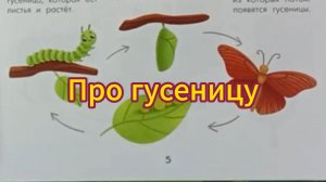 Сказка про гусеницу для детей 6+ как она превращается в бабочку