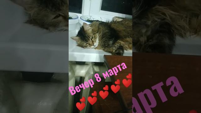 вечер 8 марта#смешныевидео #приколы #shortsvideo #1000 #выживание #животные #топ #котики #кот #кошк