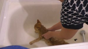 Кошка Ласка боится воды и не хочет купаться