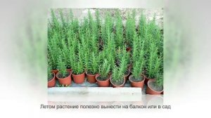 ЛАВАНДА КОМНАТНАЯ в горшке | Особенности ухода в домашних условиях
