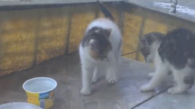 Игривые котята под мамкиным присмотром смотреть онлайн