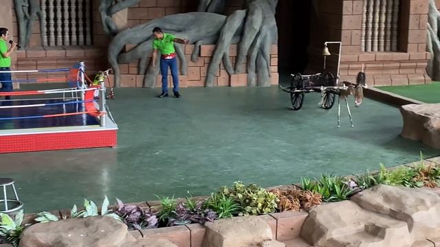 Funny Monkey Show - Orangutan Monkey Boxing | Phnom Penh Safari Cambodia смотреть онлайн