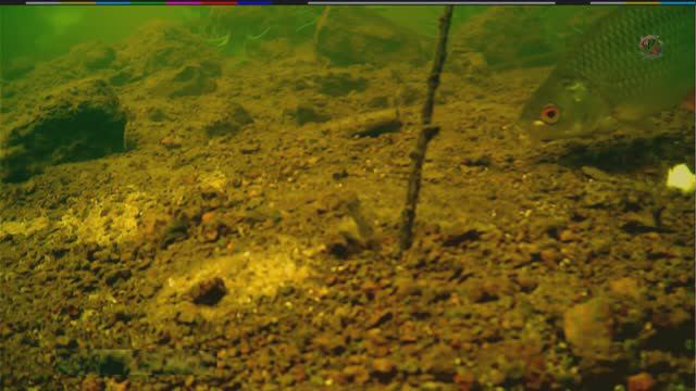 Рыбалка на речке на Поплавок и Кивок, насадка опарыш, хлеб, Ловля плотвы, синхронная съёмка. смотреть онлайн