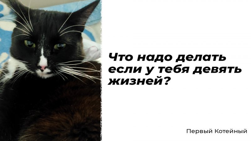 Что надо делать если у тебя девять жизней? ?