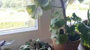 Наши комнатные растения!🪴