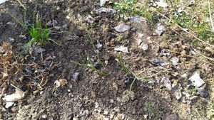 РОЗА!!!ЗИМОВКА БЕЗ УКРЫТИЯ !!!ЖЕНА ПОЭТА И ФЛАМЕНТАНЦ.