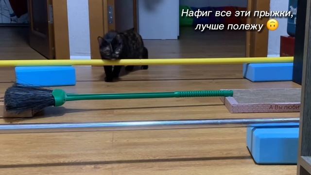 Неудачные моменты. Прыжки в длину. #кошачийконкур #конкур #популярное #видео #коты смотреть онлайн