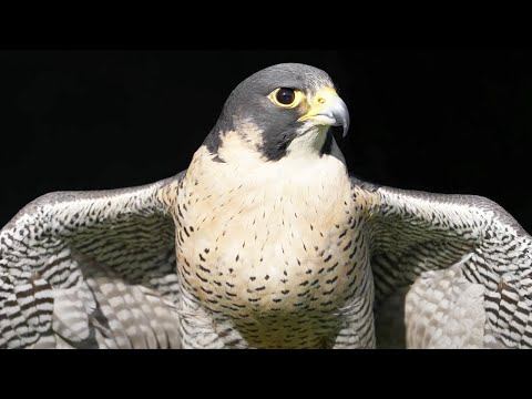 НАСЛЕДИЕ ЮНЕСКО: СОКОЛИНАЯ ОХОТА